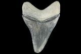 Serrated, Fossil Megalodon Tooth - Bone Valley, Florida #145077-1